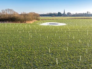 A field full of newly-planted trees