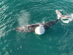 Aerial shot of a whale at the surface of the sea next to a white buoy