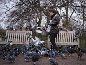 A woman feeds the pigeons and other birds in St James’s Park, central London