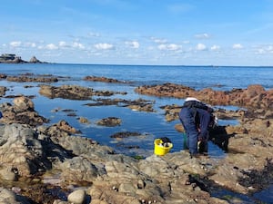 Two people surveying rockpools at the sea's edge on Alderney