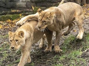 Rescued lions Amani and Lira