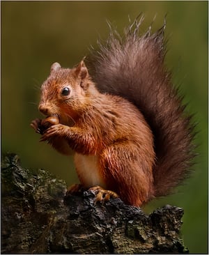 Phil Green with  Red Squirrel Dining in the Rain