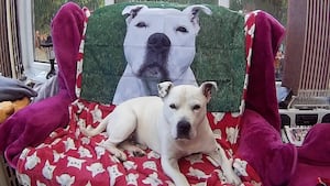 His new loving owners even made him a flag, which they now proudly fly in their garden