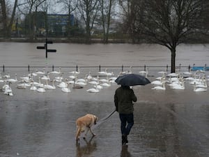 A man walks his dog by swans as the river levels along the Severn rise following heavy rain in Worcester