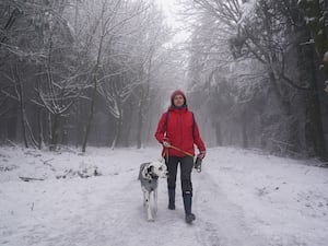 Someone walks their dog in a snowy forest