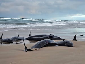 Australia Stranded Whales