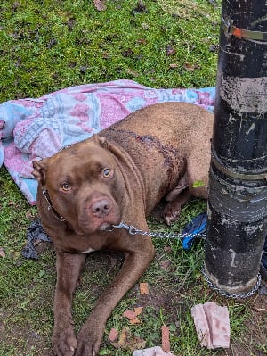 The dog, who has been named Comet by rescuers, was found by a member of the public, tied to a lamppost in The Lunt