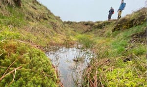 Sphagnum moss in Combs Moss