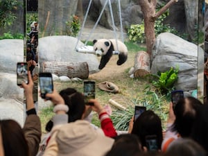 Panda cub in a swing, with people in the foreground holding up their phones