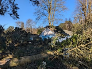 Fallen trees at Mount Stewart, Northern Ireland caused by Storm Eowyn