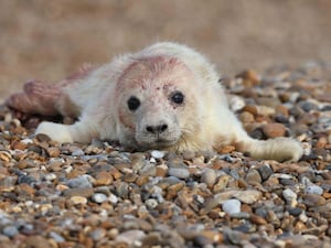 A newborn grey seal pup on the shingle at Orford Ness in Suffolk