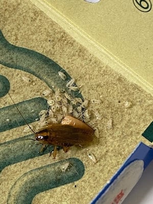 Cockroaches were discovered in food preparation areas. Photo: Wolverhampton Council