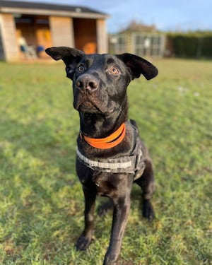 Brian has been living in kennels for most of his life. Photo: RSPCA