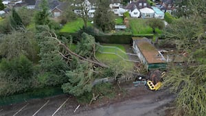 The tree is estimated to weigh around 50 tonnes