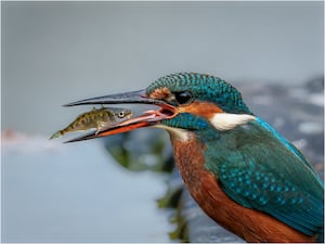 Female Kingfisher with Stickleback