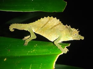 The Nguru spiny pygmy chameleon is not much larger than a paper clip. (Fauna and Flora)