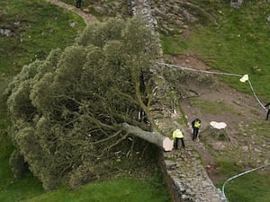 Police officers inspect a felled tree at Sycamore Gap, next to Hadrian’s Wall, in Northumberland