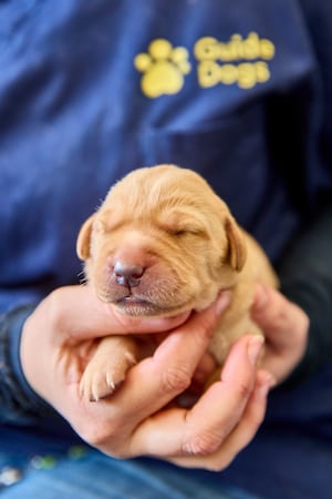 The litter was formed of 10 puppies. Photo: Dave Phillips/PinPep