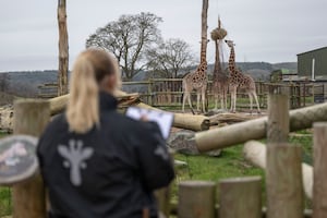 Reaching high numbers with the giraffes. 