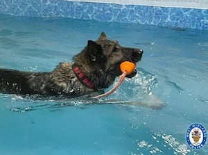 A police dog enjoying a swim at the pool in Walsall