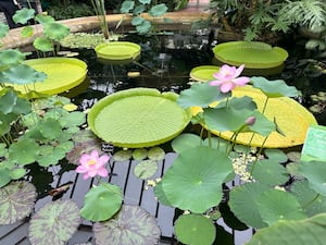 Lilies at Birmingham Botanical Gardens