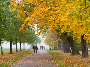 People walk on a path between autumnal trees