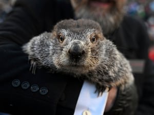 Punxsutawney Phil being held in arms