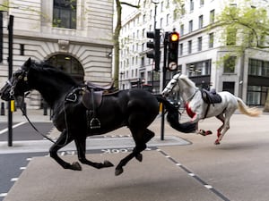 The Household Cavalry horses running in central London