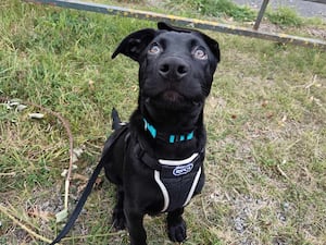 Brian is searching for a new home. Photo: RSPCA