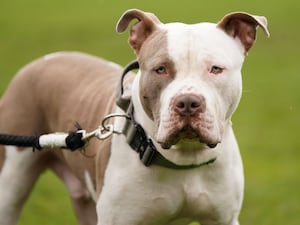 A brown and white XL bully dog on a lead looking at the camera