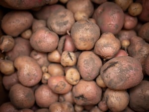 A general view of freshly-harvested potatoes still covered in soil