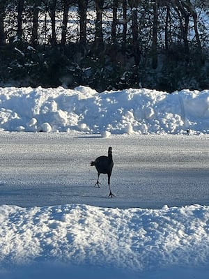 Turkey crossing the road