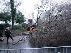 Men work to remove a fallen tree