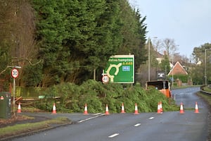 The fallen tree