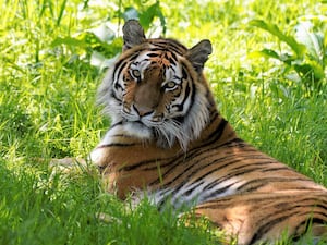 A tiger in the grass