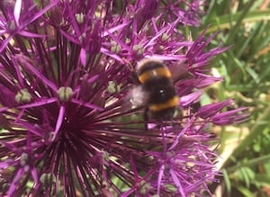 A Bee On A Plant. Photo by Staffordshire LDR Kerry Ashdown. Free for use by all LDRS partners