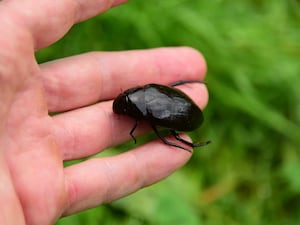 A large beetle on the palm of a hand