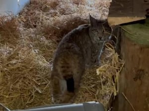 Lynx in enclosure, looking at camera