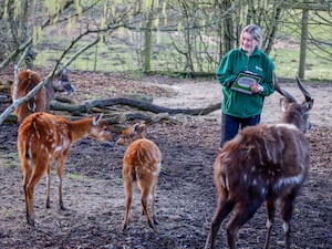 A member of the zoo's staff holding a clipboard alongside animals