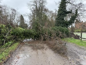 The fallen tree at Harvington Hall. Photo: Harvington Hall