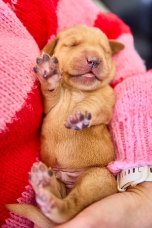 One of the adorable pups having a snooze. Photo: Dave Phillips/PinPep