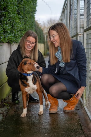 Sales Advisor Darcy meeting the dogs of Brighter Days Rescue