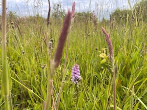 Open grassy areas with wildflowers