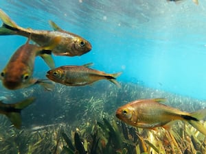 Mexican tetra fish swimming underwater