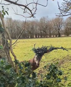 The deer became entangled in barbed wire and electric fencing. Photo: RSPCA