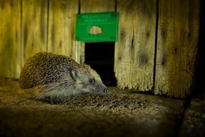 A hedgehog by a Hedgehog Highway