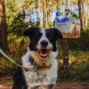 A black and white dog sitting in front of a Wallace and Gromit trail sign.