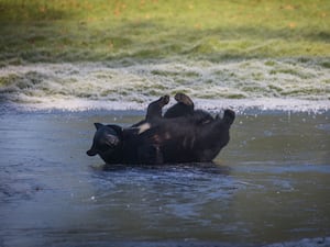 North American black bear rolls around on a frozen over lake at its enclosure in Woburn Safari Park