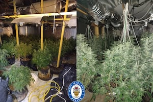 Around 200 cannabis plants were discovered by police. Photo: West Midlands Police