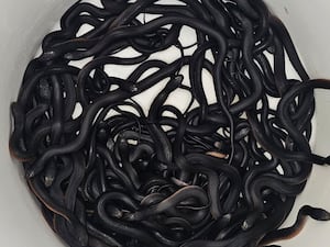 Red-bellied black snakes are contained in a bucket